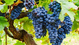 Grenache Case Special